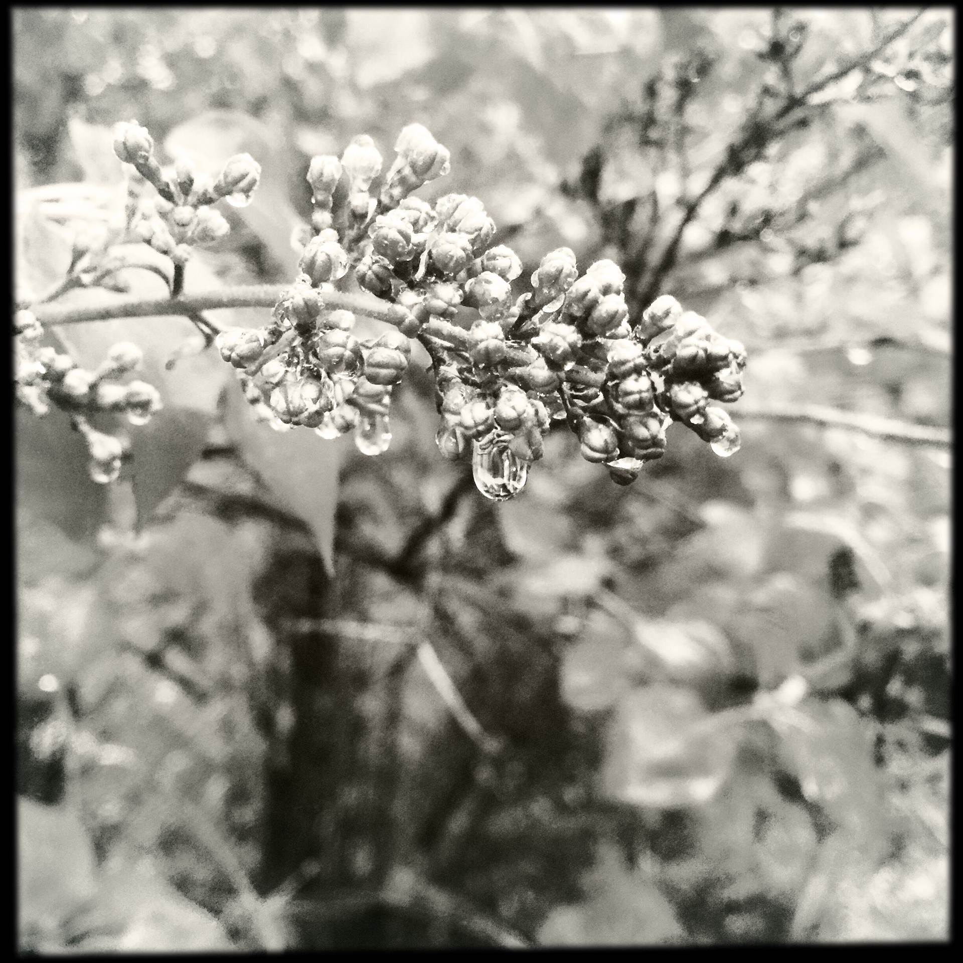 Lilacs And Raindrops. - Lilacs and Raindrops in Black and White by Janey